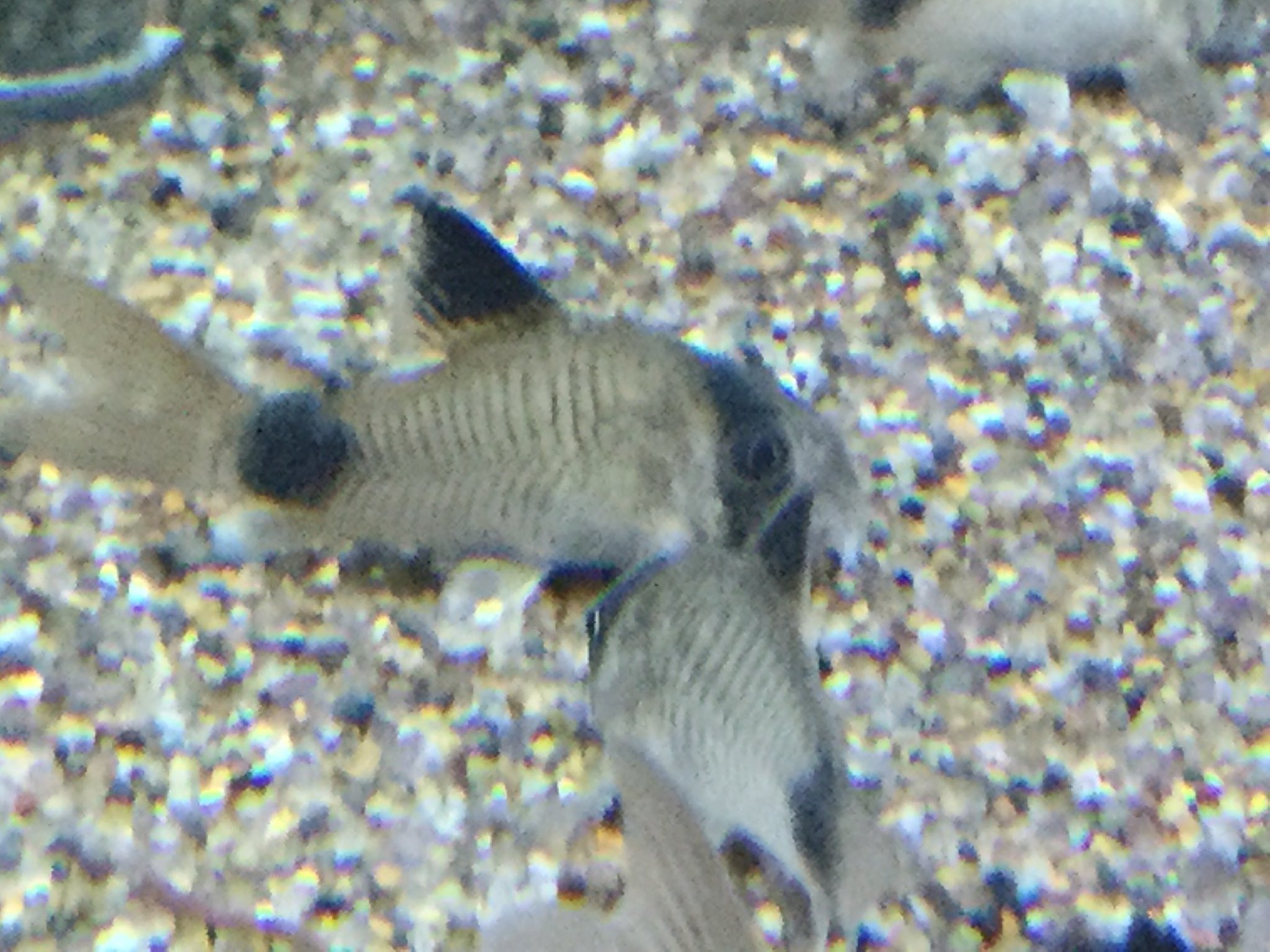 みつい園 かわいいコリドラスパンダ 絶好調です コリドラス パンダ 広島 福山 熱帯魚 入荷 みつい園 かわいいコリドラスパンダ 絶好調です コリドラス パンダ 広島 福山 熱帯魚 入荷