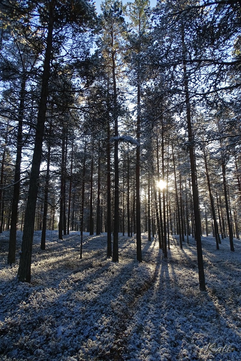 Luminen mäntymetsä eilen iltapäivällä.
Snowy pine forest yesterday afternoon.

#Kalajoki #Finland #visitkalajoki #visitfinland #Suomi #luonto #Nature #NaturePhotography #photography #forest #metsä #snow #firstsnow #lumi #ensilumi