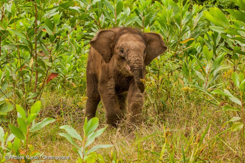 In the fight against climate change, less cows, more elephants. act.gp/2RgR5sX #ReasonsForHope