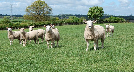 AHDB_BeefLamb's tweet photo. We're running a webinar looking at lameness in the sheep flock - we'll help you to develop a SMART plan to prevent lameness and protect your flock for the long term It takes place on 29 October 7-8pm #sheep365 https://t.co/76drWZ6gVS https://t.co/c4P7G4X827