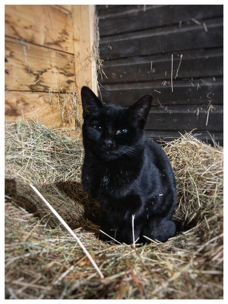 mdthequeenbee's tweet photo. As Halloween approaches a new little friend has appeared in our hay barn.. spooky π https://t.co/erqcWjjTVV #holidaylets #shortTermLettings #chilterns #buckinghamshire #walking #retreat #NaturePhotography @VisitChilterns https://t.co/K4icJPHtAZ