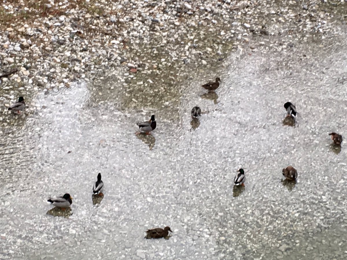 Simquad75's tweet photo. #Ducks #MallardDuck #River #Versilia https://t.co/kRxRGmJweN