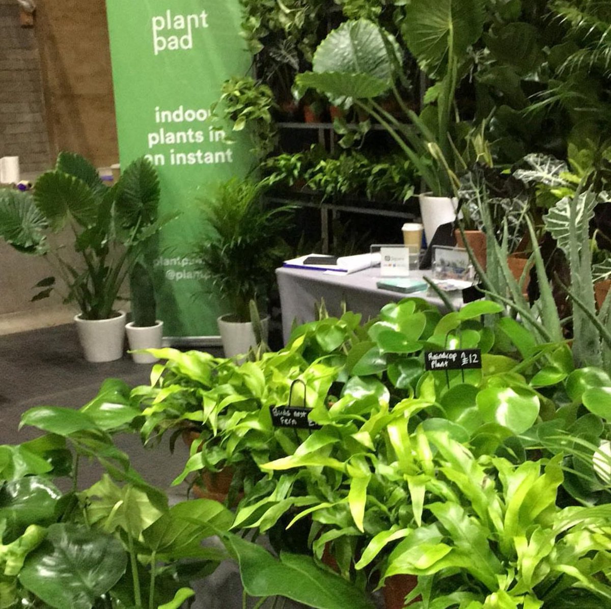plantpad's tweet photo. Its the last day of the @The_RHS #urbangardenshow. Come and check out our leafy corner. 

Remember, we can deliver all of our plants, so no need to worry about getting them home through rainy London. #RHSLondon https://t.co/E300yQ9YPy