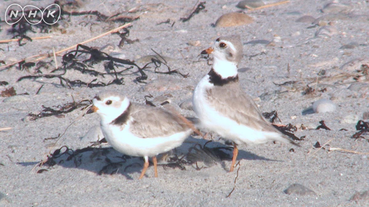 ダーウィンが来た 28日夜7時半はダンサー鳥 浜辺のダンサー鳥 フエコチドリが得意なダンスはどれでしょう 正解は番組で 1 タップダンス 2 コサックダンス 3 いいねダンス 予告 動画 T Co Yq8kdfnl4h ダーウィンが来た 野鳥