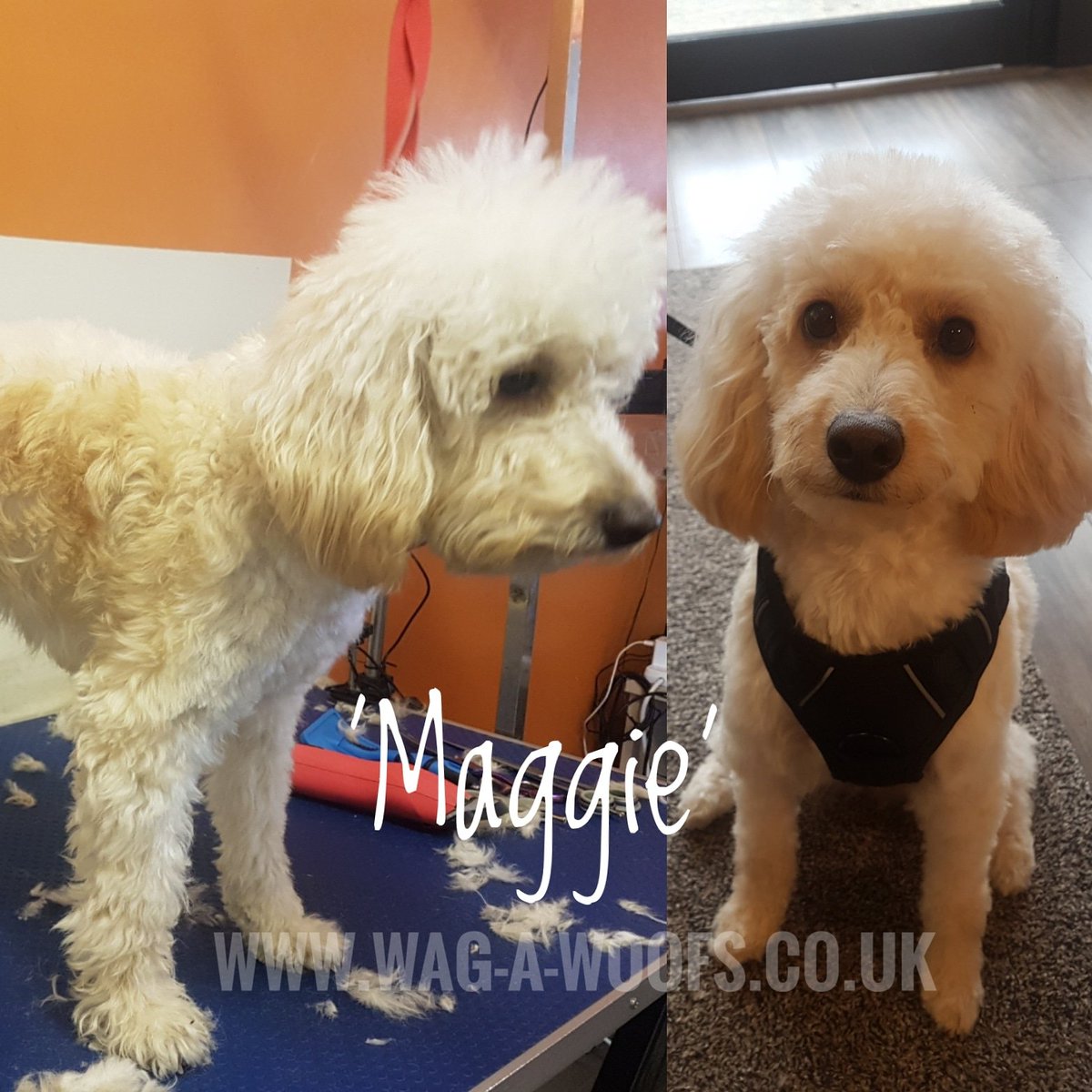 Adorable_Animal's tweet photo. Cuteness overload ! #groomingsalon #doggrooming #walkden #worsley #groomappointments #groomphoto #andis #wahl #groomprofessional #thepawfumeshop https://t.co/ZPgOIOpO1f