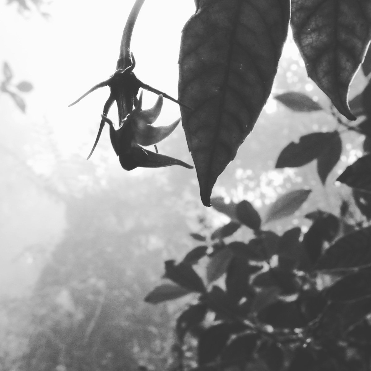 ItziFragoso's tweet photo. Burmeistera in the cloud forest #PlantsofEcuador ☁️//Burmeistera en el bosque nublado 🌫️ #PlantasdeEcuador #CLB2018 #XIICLB2018 https://t.co/kxdeSmPinI