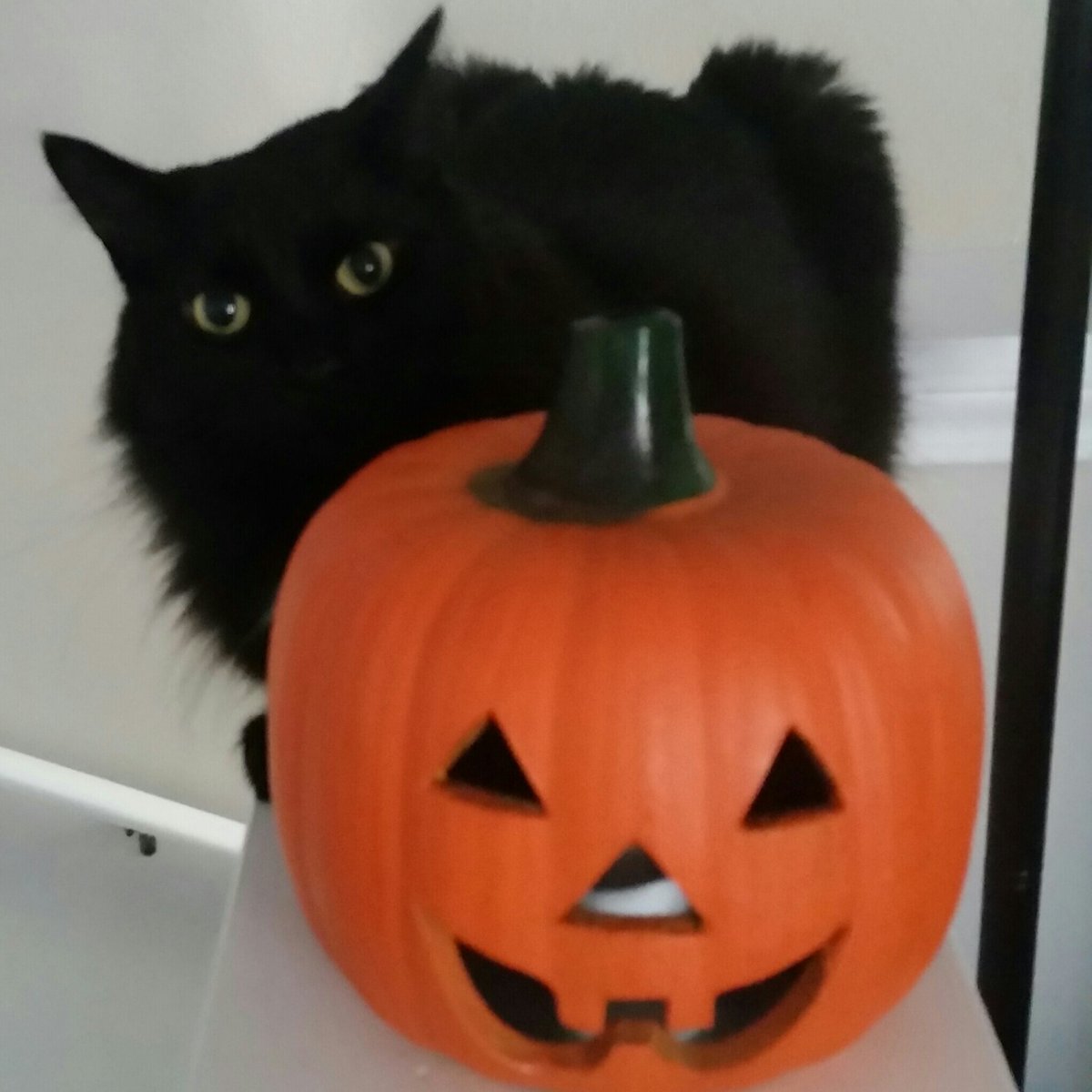 KarmaInMyPocket's tweet photo. Appropriate #blackcat #fluffbutt https://t.co/hTaJAyBVAx