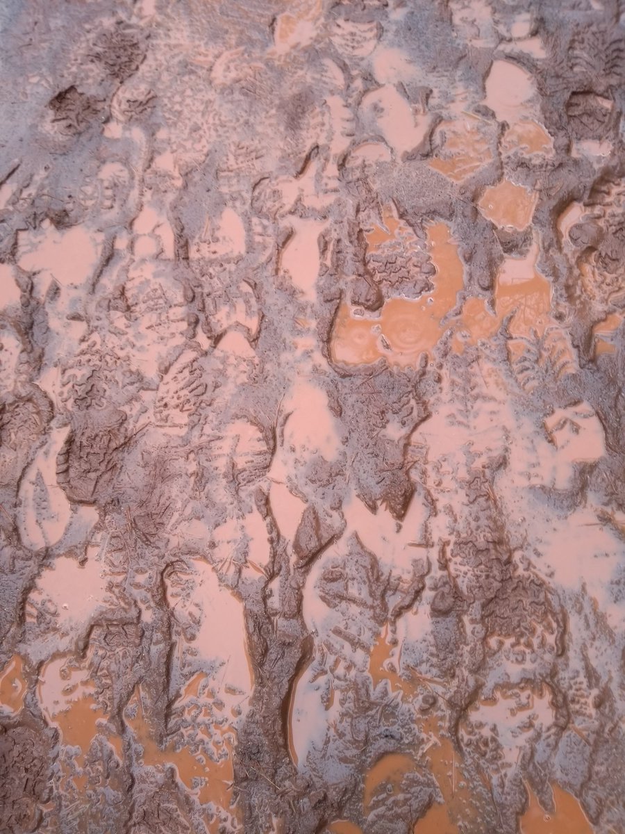 epnsdiputacio's tweet image. Petjades solidàries i saludables #Piaandgo @PIAandGO #somelsverds #tastet @escolapiacat @EPNSPORT