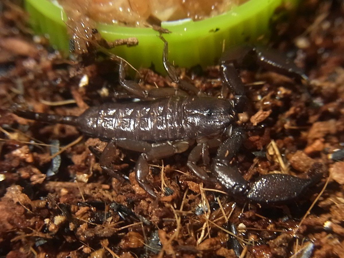 本日UNLOVEDさんにてお迎え。いい買い物できた。
Vaejovis intermedius（WC）
Liocheles australasiae（東南アジアWC）