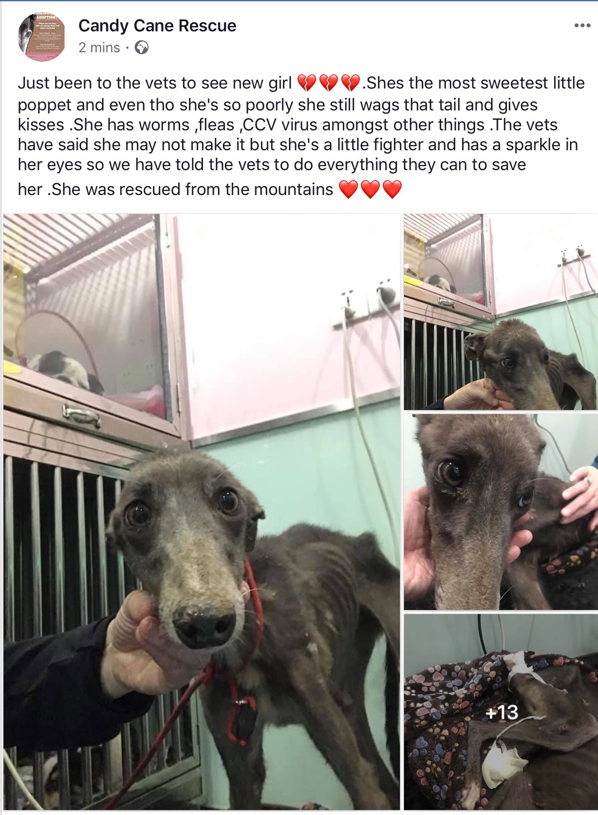Candy Cane Rescue on Twitter "Kerry has just been to the vets and has