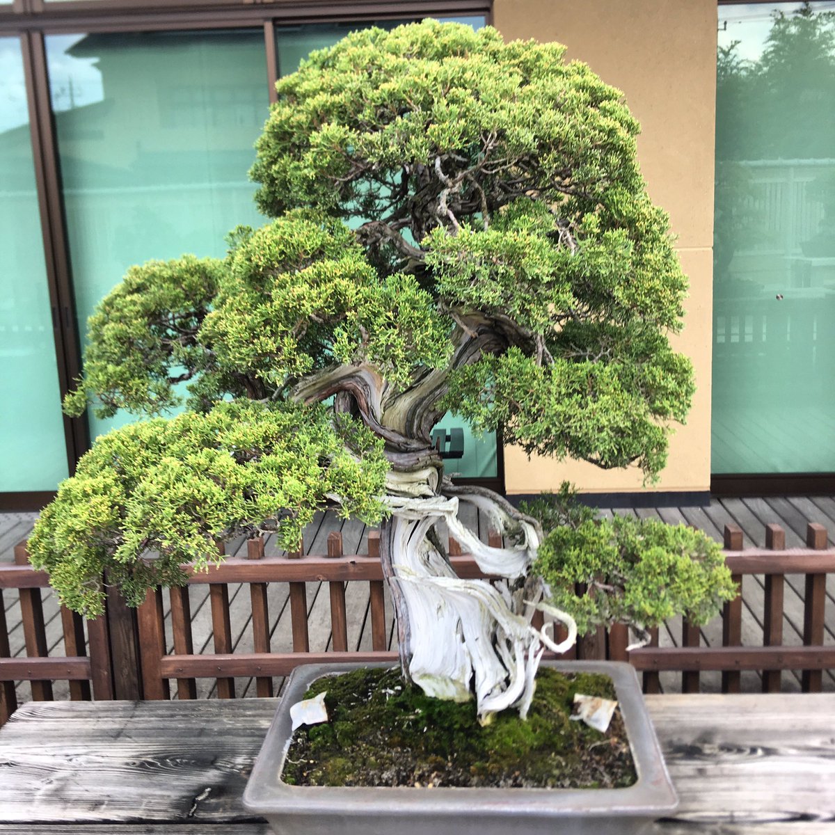 Just a 1000 year old #bonsai. #Bonsaitree #Saitama #Japan