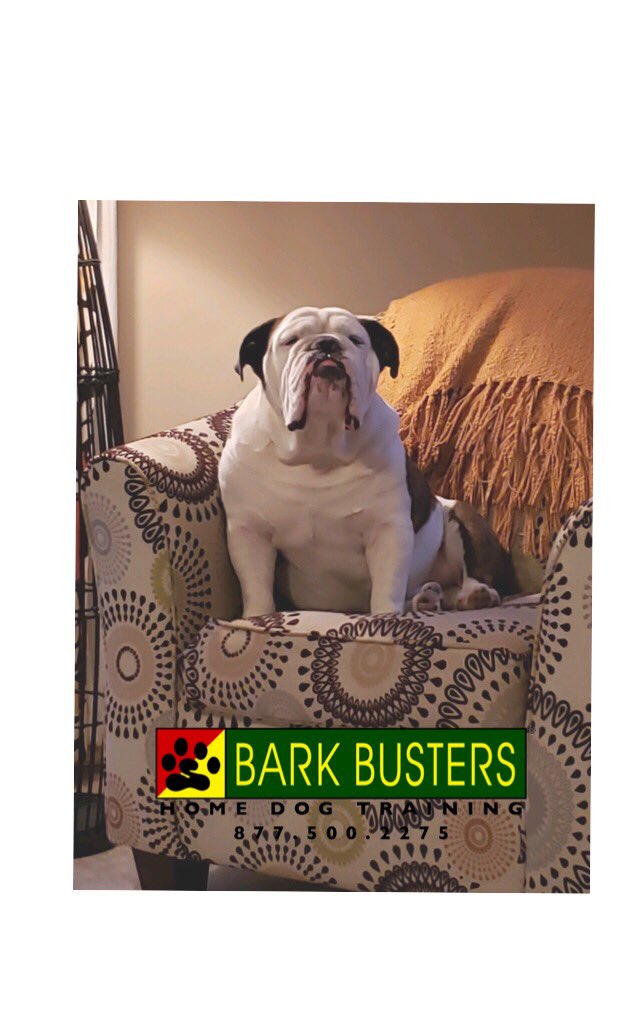 BarkBustersGA's tweet photo. Man, I can’t understand you! #SpeakDog! (Need to learn? Call me at (202) 505-1669) 🐾 #BarkDC #DogTrainingDC #BarkBustersofWashingtonDC https://t.co/dEudjJxi0F