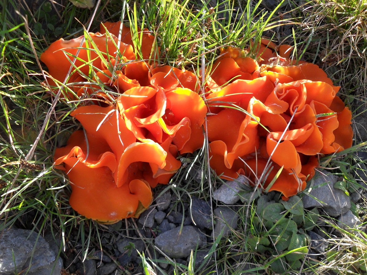 socrates2sox's tweet photo. Amazing orange peel fungus (I think) in Swindale, the #LakeDistrict .  Does anyone collect data on these things? @cumbriawildlife @Britnatureguide https://t.co/FWOJMbULxZ