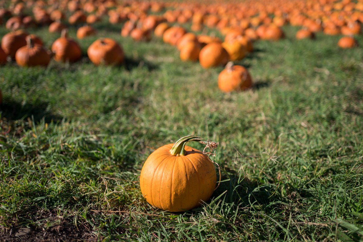 Shop local this year! #Pumpkin patches are not only more fun for the entire family, but buying there supports the #local community as well! Do you have a favorite pumpkin patch? 🎃