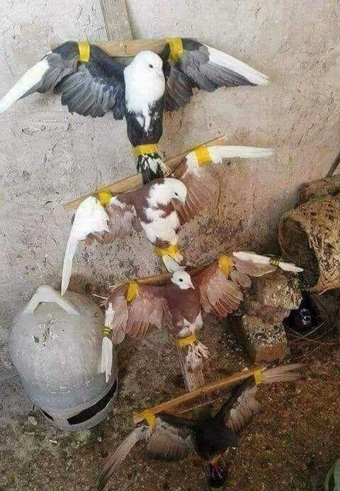 LigueDesAnimaux's tweet photo. Ici des pigeons utilisés vivants pour la chasse au faucon. Bloqués sur une croix, ils attendent d'être sacrifiés. Une image qui fait saigner le cœur. 💔 https://t.co/TvSte7XU1p