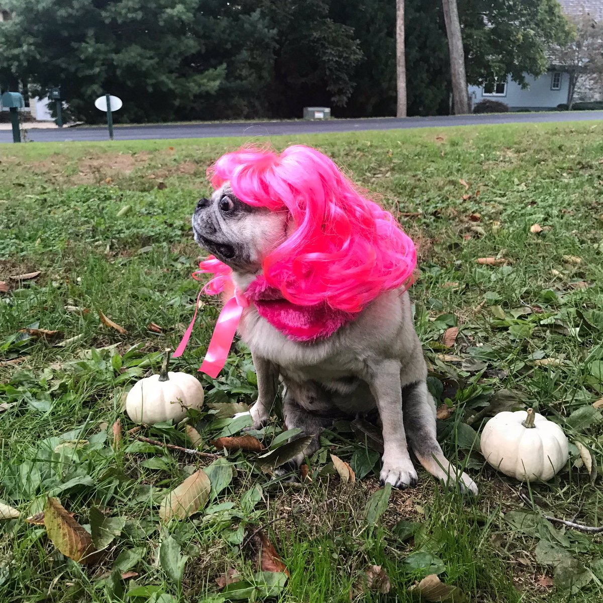 LadyPuggington's tweet photo. Getting into the Halloweekend vibes 👻 How are you spending your #SundayFunday? https://t.co/rN8hXRu7tE https://t.co/SYQQYR3gqq