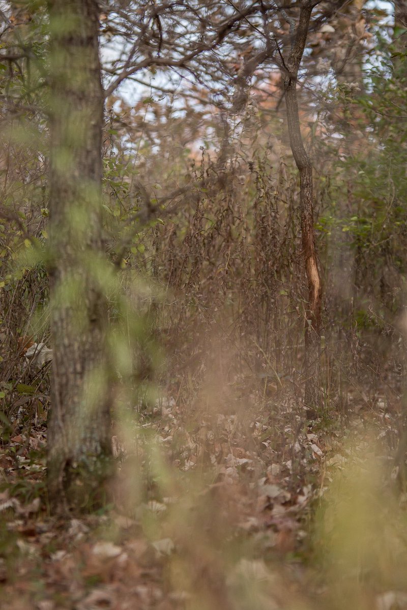 MCTProductions_'s tweet image. It’s that time of year boys and girls! Like Christmas, but better....way better!

#hunting #deer #rut #october #november #fun #archery #pureadrenaline 
📸: @nate_coughlin