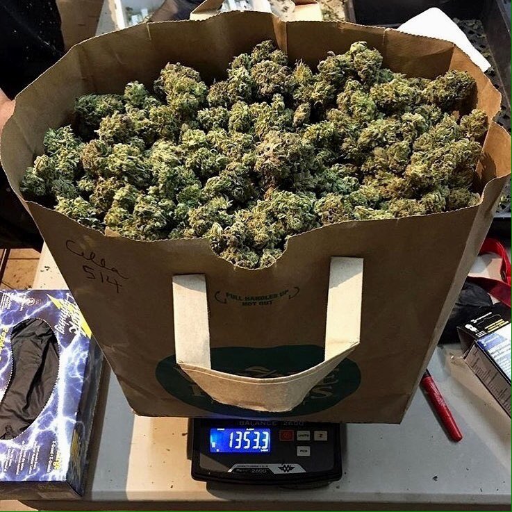 Top grade indoors buds hit up Wickr(  mikejaye )
