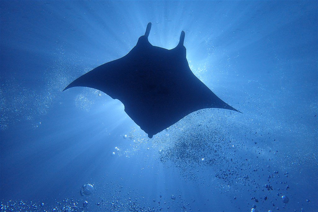 DailyDiveCom's tweet image. Learn more about scuba diving in the Maldives, full description, best dive sites, latest underwater photos, most active dive centers and more. 
dailydive.com/top-dive-desti…