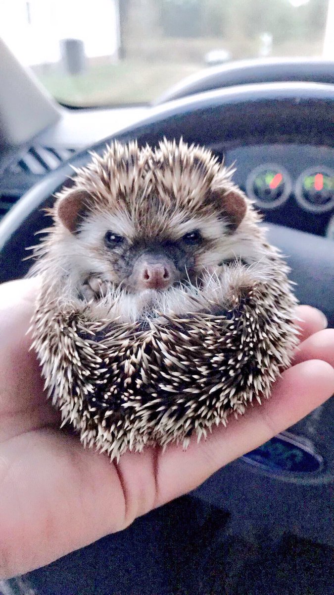 OfficialPumpky's tweet photo. Cannot believe I got this chunky Pumpkin one year ago today!! 💓 https://t.co/r6Hp4kCVM0