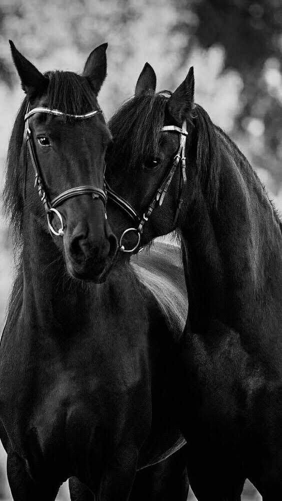 Черный про лошадей. Лошадь черный. Красивые лошадки. Чечерная лошадь. Пара лошадей.