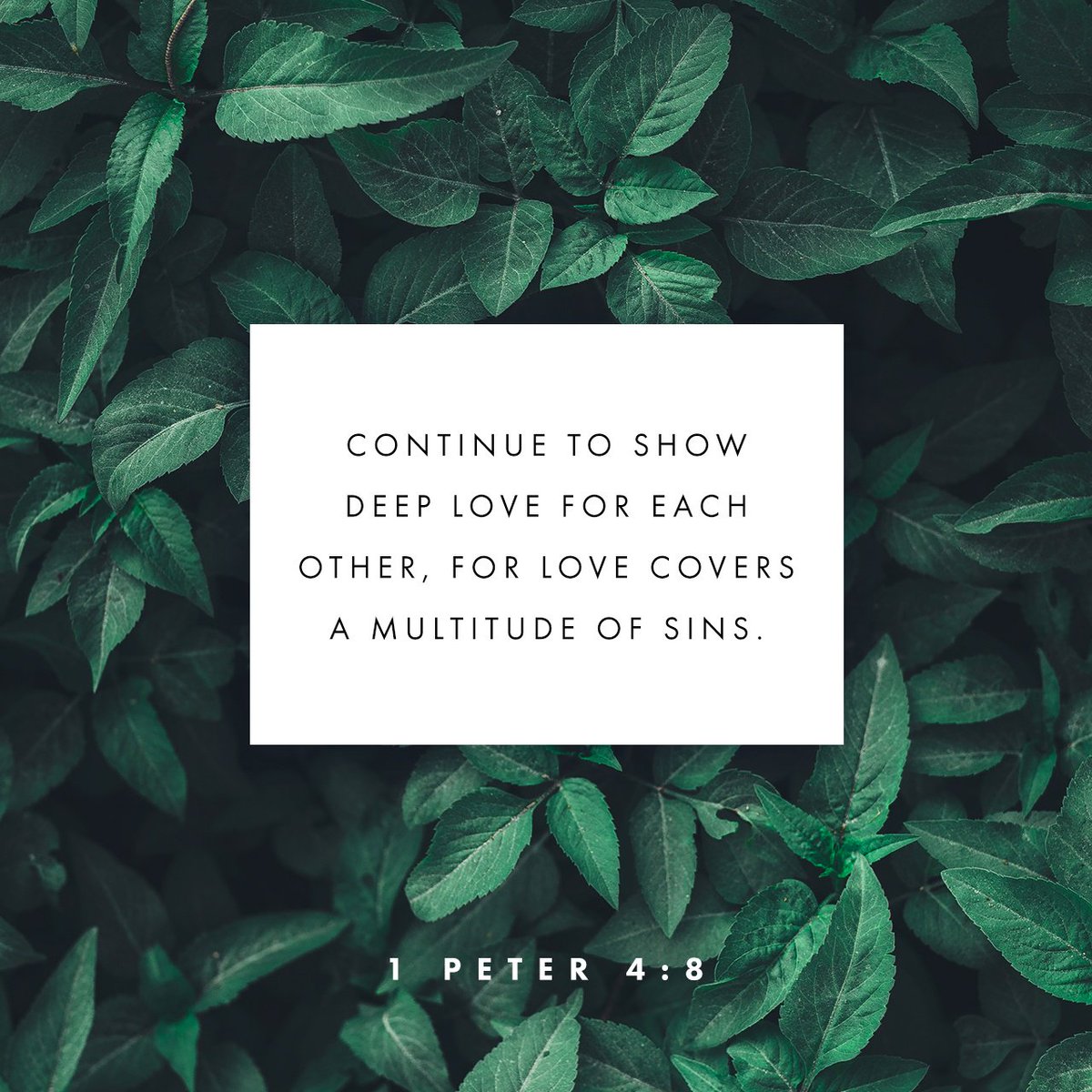 Most important of all, continue to show deep love for each other, for love covers a multitude of sins. bible.com/bible/116/1PE.…