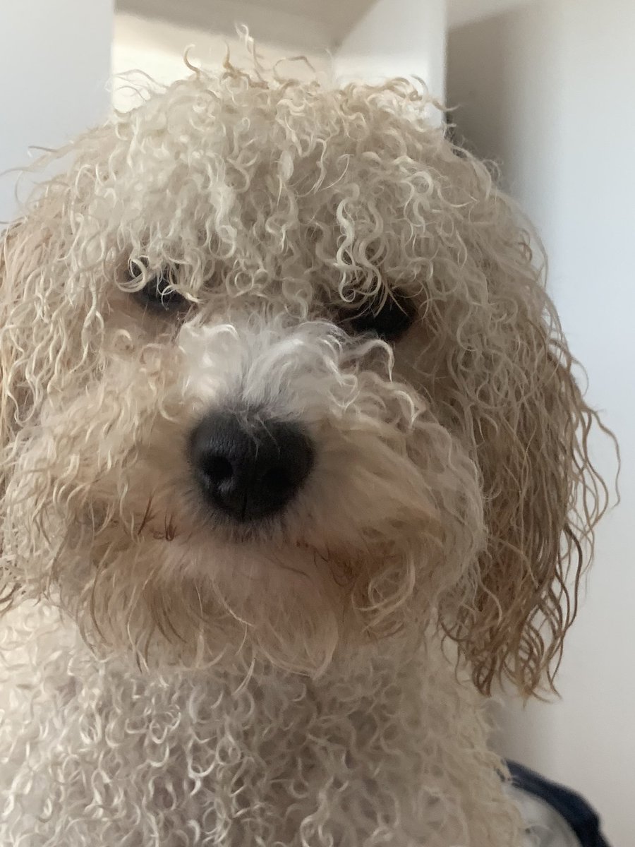 alisonwake's tweet image. Alarming how like Chris Kamara my dog looks when wet! @chris_kammy