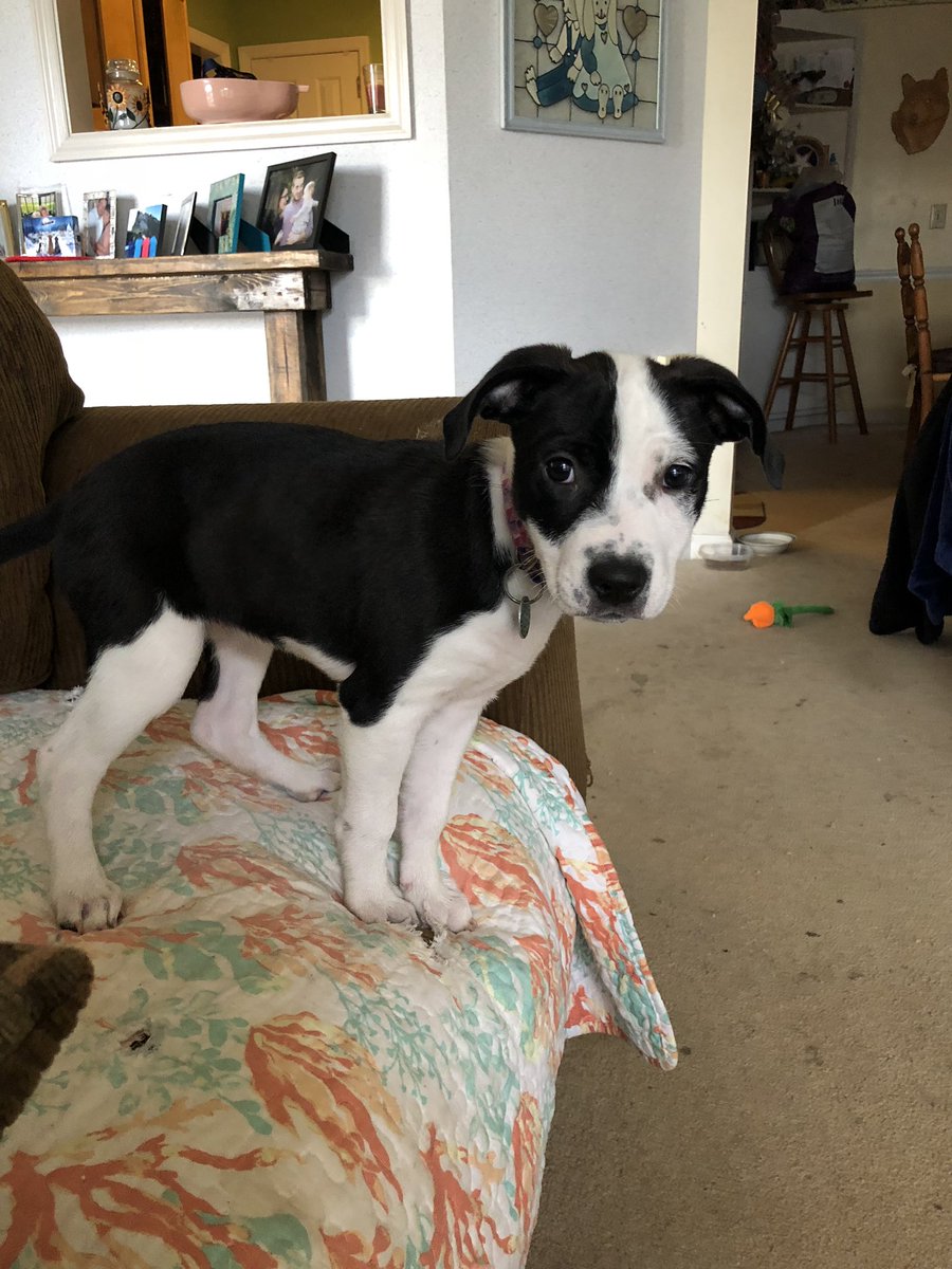 gnat65's tweet photo. Good morning from Miss Hazel! @TNProverbs1210 #FosteringIsImportant https://t.co/sXgbXflGUE