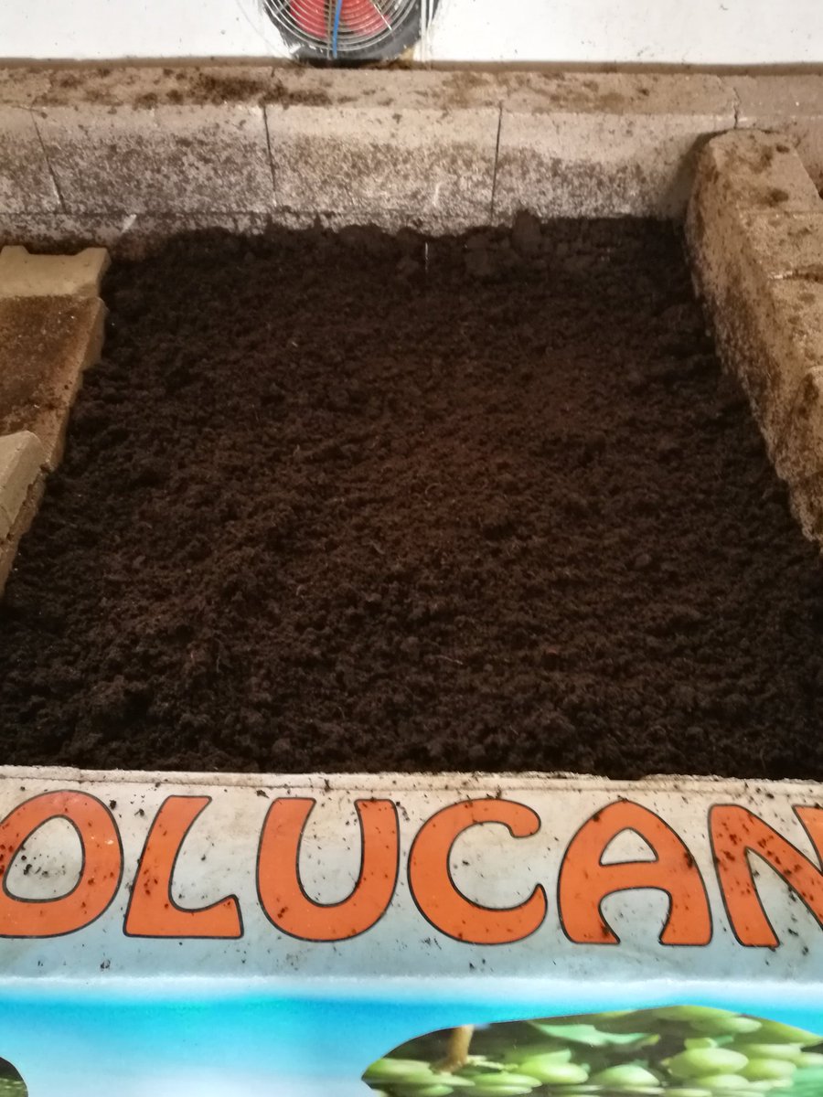 AtakSolucan's tweet photo. Selçuk beylerin solucanlarını otelimizde misafir etmeye başladık. Hayırlı uğurlu olsun..#solucan #solucangübresi #ataksolucan #kırmızıkaliforniyasolucanı #kaliforniyasolucanı #organik #organic #worms #mama #kazan #kahramankazan #yenibaşlayanlar #organiktarım https://t.co/3bpQ6WoKlX