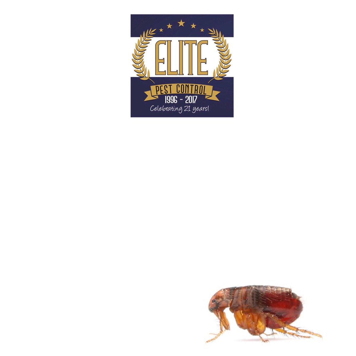 Elite Pest Control (ElitePestHull) Twitter