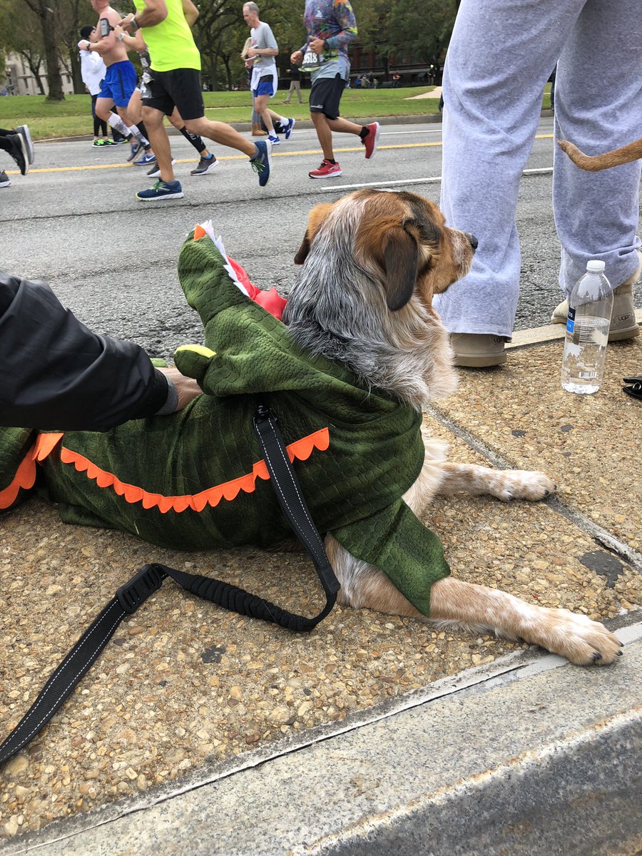 velocipede6's tweet photo. Cheering w #DCRunCrew &amp; 3 pups just past Mile 17 of the #MarineCorpsMarathon by the #washingtonmonument- good luck runners!! #rundc #mcm #dcdogs https://t.co/hsfRCu5p5H