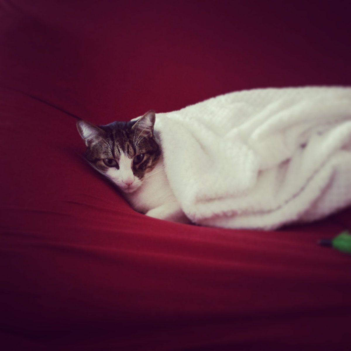 NittSepu's tweet photo. ¿Hoy toca correg? Corre que? #malaprofe #domingodemantitaysofa https://t.co/6msRgbWQnn