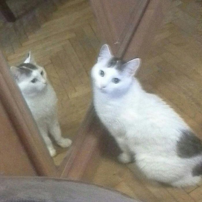a mi gato le encanta mirarse en el espejo
