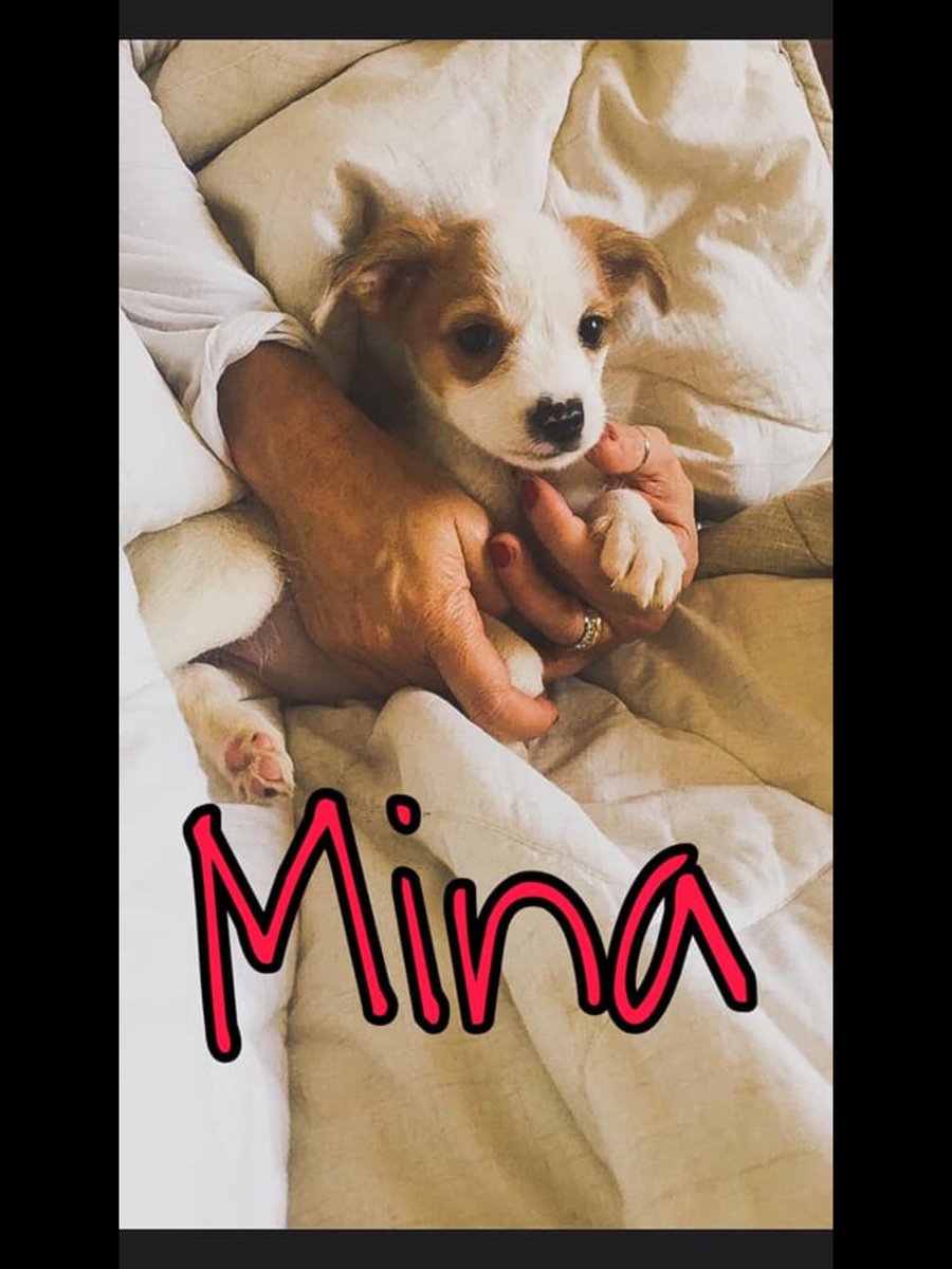 CanuzziE's tweet photo. Ecco qui le nostre due cucciole!!
Sono a dir poco meravigliose!
Cercano il loro posto.
La loro casa.
Amore infinito.
BOMBARDATECI DI RICHIESTE
#Adoption #AdoptDontShop #waitingforhome #needhome #save #them #givefuture https://t.co/zzd1Q5ZjIa
