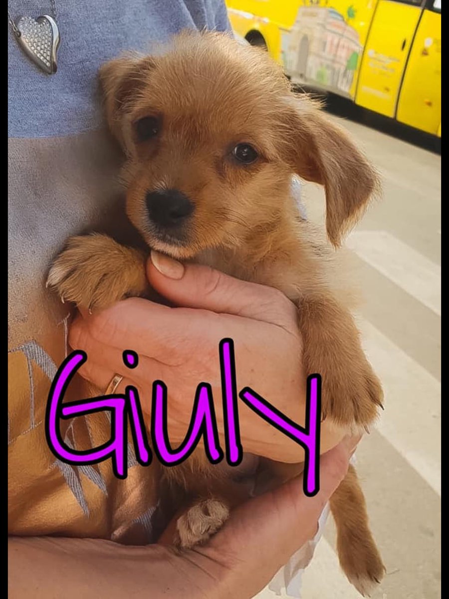 CanuzziE's tweet photo. Ecco qui le nostre due cucciole!!
Sono a dir poco meravigliose!
Cercano il loro posto.
La loro casa.
Amore infinito.
BOMBARDATECI DI RICHIESTE
#Adoption #AdoptDontShop #waitingforhome #needhome #save #them #givefuture https://t.co/zzd1Q5ZjIa