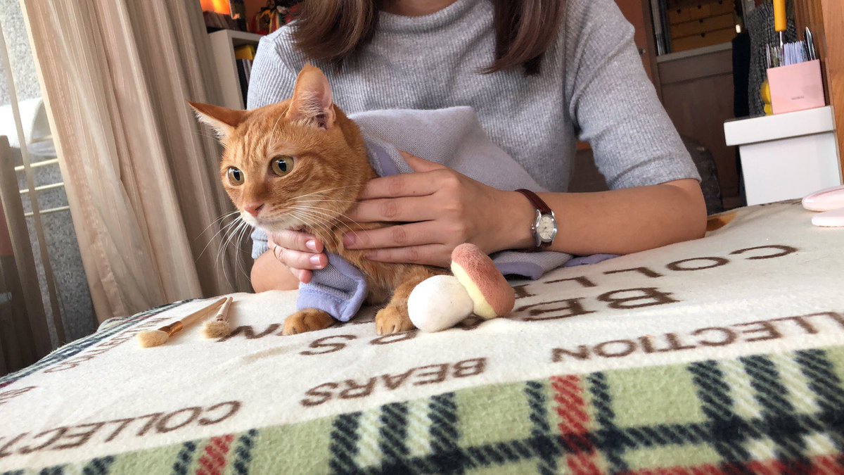 Ttouch workshop for cat. 🐱This is our teacher cat Mika ❤️.
#TTouch #ttouchintaiwan #catCare #HappyCatHappyLife