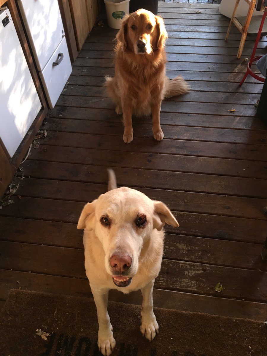 PamSmithDTN's tweet image. Each morning, Lucy goes next door and "invites" the neighbor dog, Casey, to come over for a snack. It's ridiculous how happy this ritual makes me. Lucy is a bit more patient, but they both make sure the other is cared for. I wish life was always so civilized.