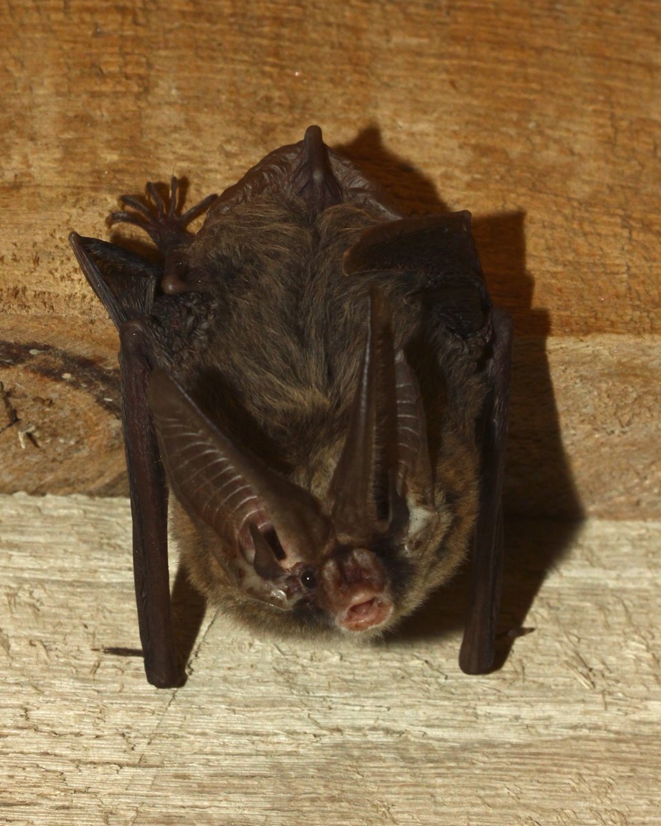 MSScienceMuseum's tweet photo. #batweek: Rafinesque’s big-eared #bats in Mississippi are highly dependent on hardwood forests and cypress-tupelo swamps.

Photo credit: Larry Pace

#longlivewonder #MYSCIMUSEUM #scienceed #STEM #explorelefleur #MSScienceMuseum https://t.co/YRkce9FVCI