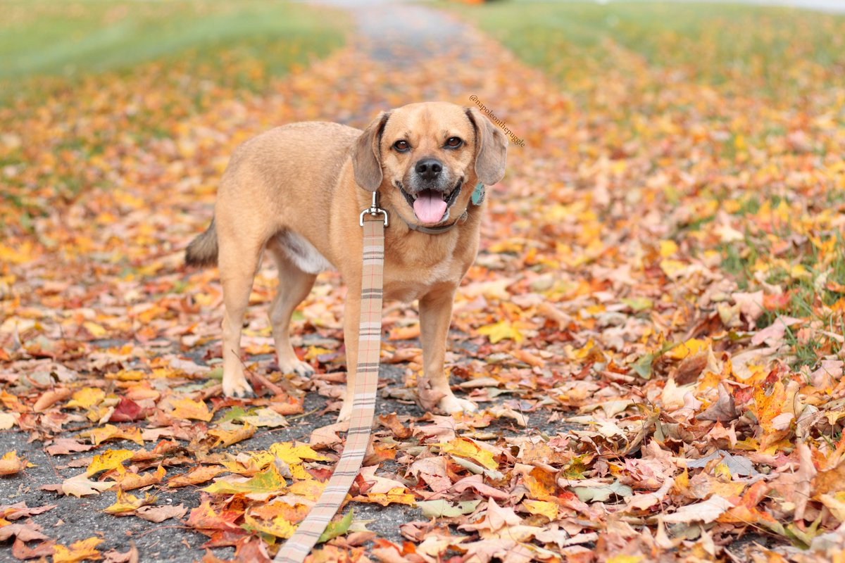 bonjourfido's tweet photo. Sunday puggle-n 🍁🤗🍂 #BritishPlaid #DogCollar #Leash #dogs #puggle #madforplaid 
·
Shop this look👉 https://t.co/3sJ6ckOPId https://t.co/GNTjXYATH6