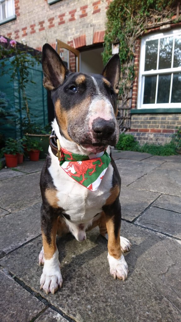 CALLING ALL UK ANIMAL LOVERS: Pls sign &amp; share this important #LucysLaw petition to help end puppy farm cruelty in Wales too (&amp; you don’t have to live in Wales to sign or share it). Thanks everyone! assembly.wales/en/gethome/e-p… #wheresmum #adopt #rescue