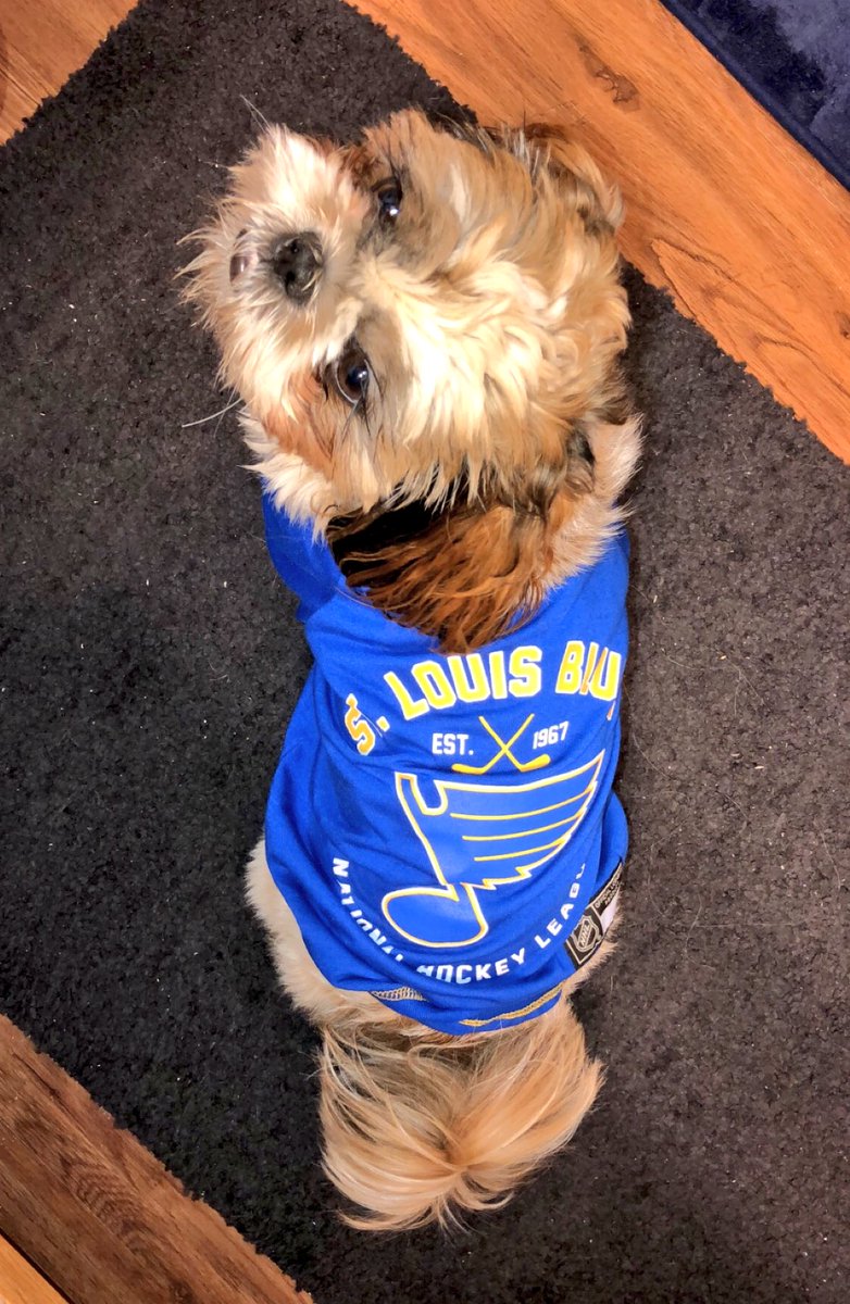 st louis blues dog jersey