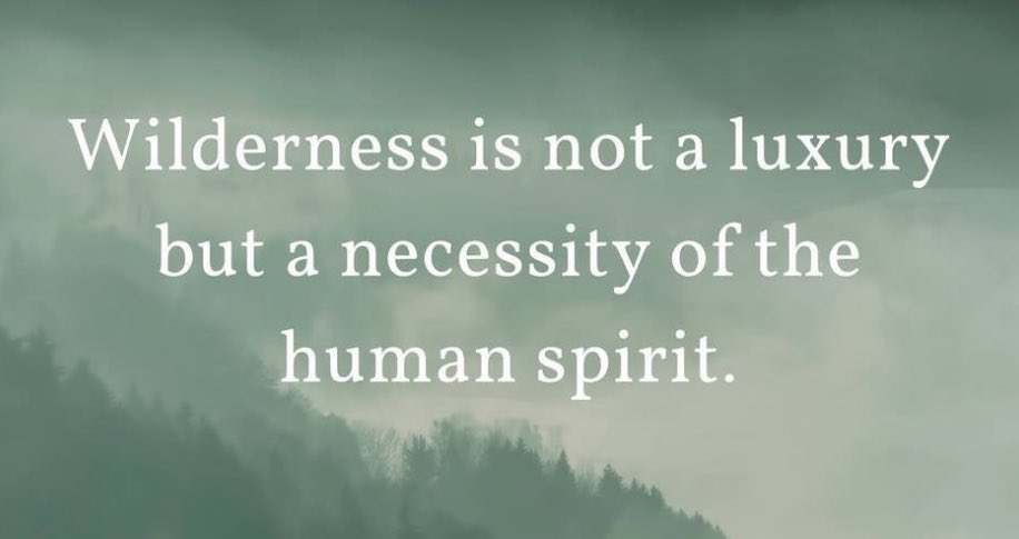 A Wild Life tweet media