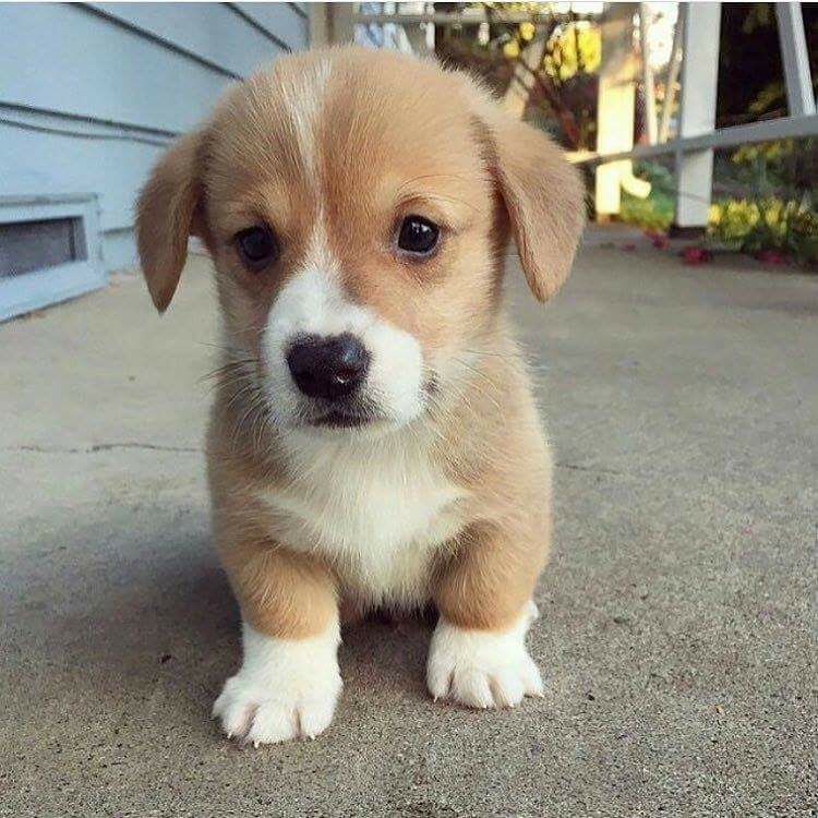 real baby dogs