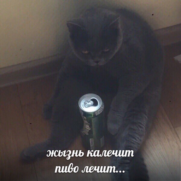 мем всей моей жизни