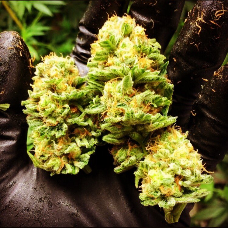 TopShelfToker's tweet photo. Shout out to all the growers out there...

At Top Shelf Toker® we appreciate all your contributions to our industry!   

You’re the foundation because the thriving cannabis industry would cease to exist without you and the cannabis you grow.

#marijuana #cannabis #weed https://t.co/3VFwqaALqm
