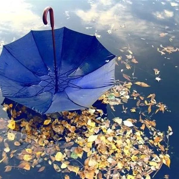 Crecer consiste en saber que los días grises también forman parte del decorado.
Marwan

¡Buenos días, vida!
Feliz domingo!
💙💙💙💙💙💙💙💙💙💙💙💙💙💙