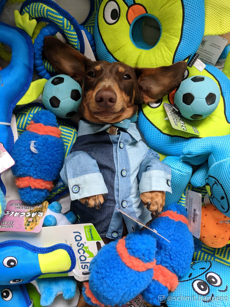 CoastalPet's tweet photo. Schmitt is doing #plushanimalloversday the right way with all of his Rascals® toys! #rascalsdogtoys #rascals #funseeker #sundayfunday #coastalpet https://t.co/aj7uW77k12
