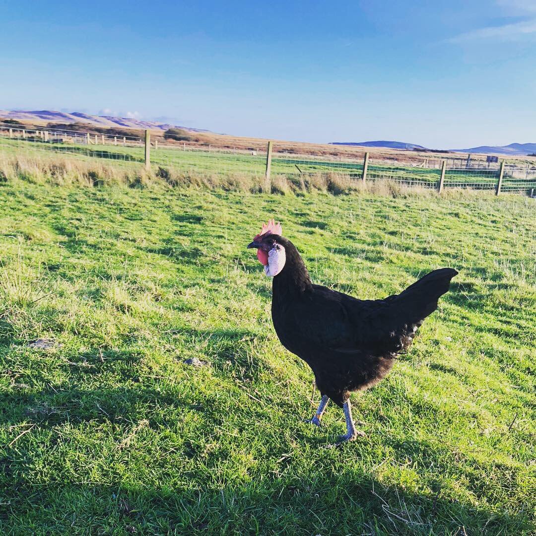 GlenegedaleH's tweet photo. Getting the chores done with our daughter Millie’s help today. #watchthegate #eggcollecting @ruralawards @AAHospitality @VisitScotland @BoysEatScotland #islandlife https://t.co/jcQ0pB7KTH