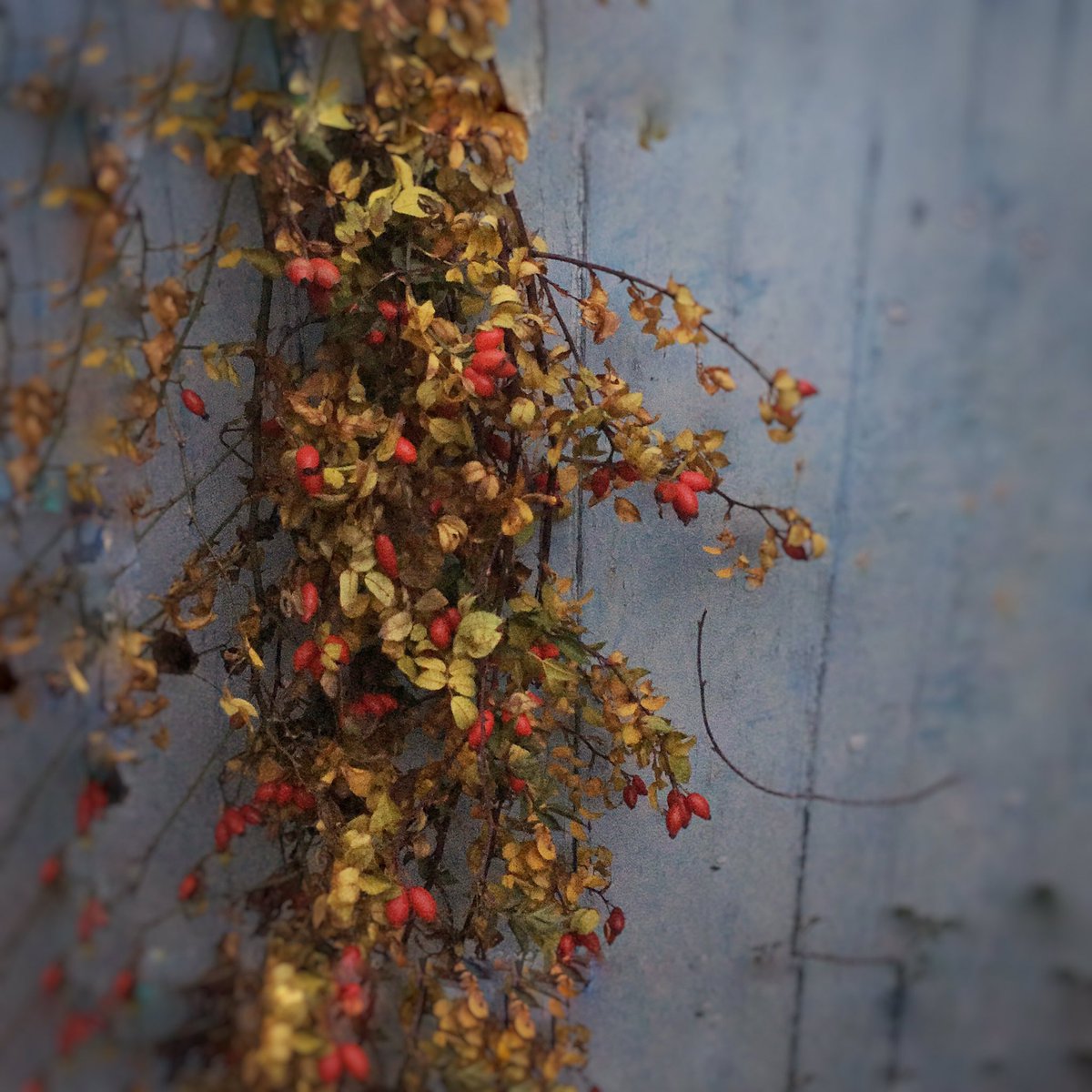 Cotswold HIPsters #foragedflora