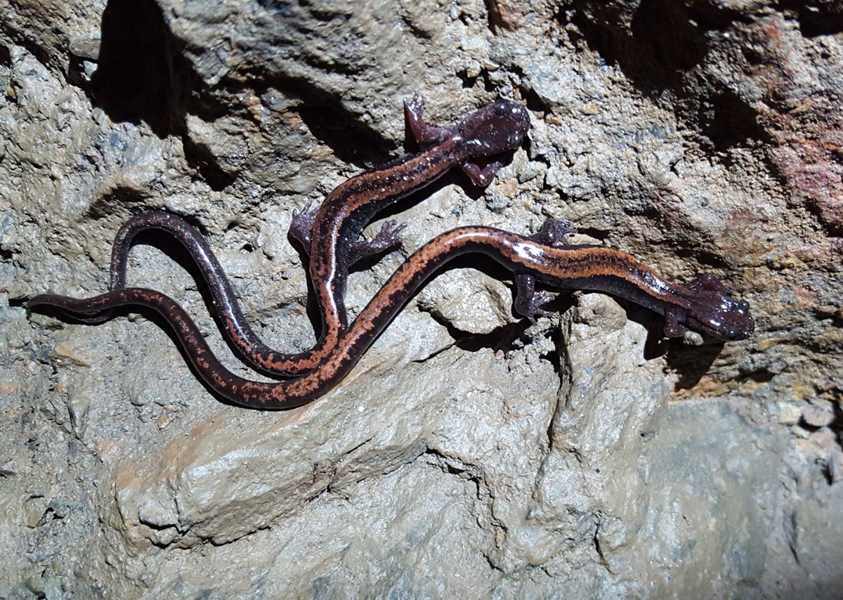MarcelloMezzas1's tweet photo. A walk in the field today and here is my first picture of Chioglossa lusitanica in the wild! Really cool endemic salamander from Iberian Peninsula.
#amphibians #wildlife https://t.co/eLQIfyqUxd